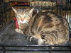Babette
