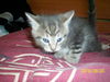 Tigrou