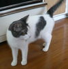Sacha