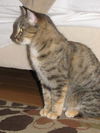 Tegan