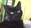 Junior