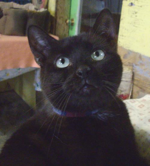 Junior
