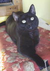 Junior