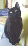 Junior