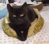 Junior