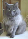 Teddy-Bear