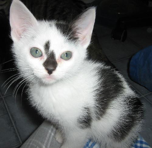 Jasmine