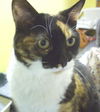 Oceane