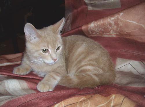 Jitterbug