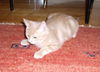Jitterbug