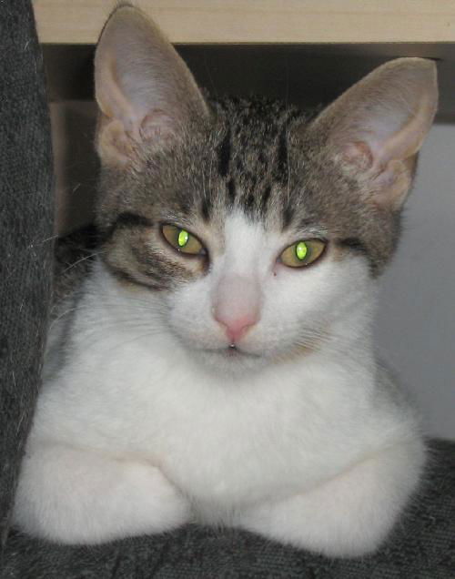 Filou