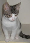 Filou