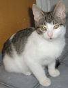 Filou