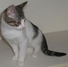 Filou