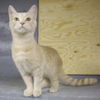 Oliver
