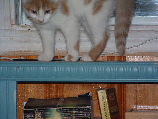 Oliver