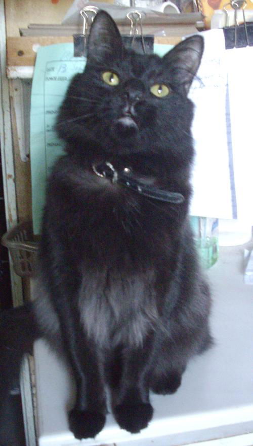 Alfie