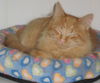 Maurice