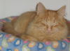Maurice