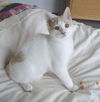 Hansel