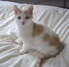 Hansel