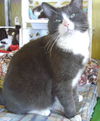 Hector-D