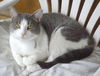 Lilou