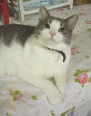 Lilou