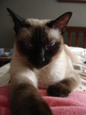 Maggie