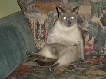Elliot