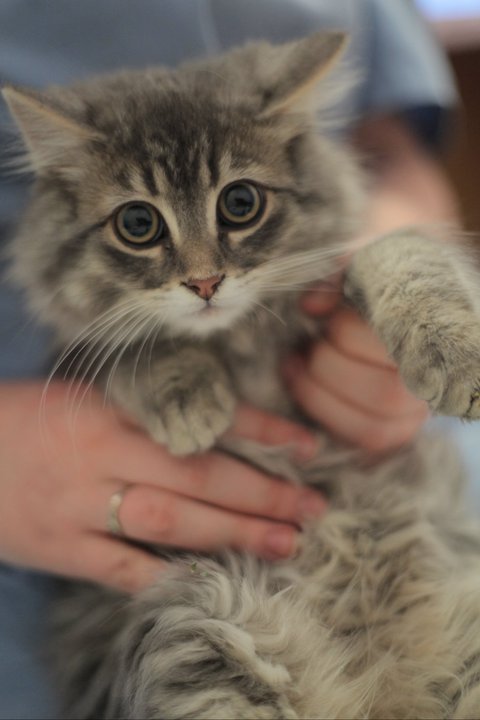 Fluffy