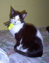 Felix