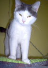Trixie
