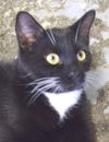Samuel