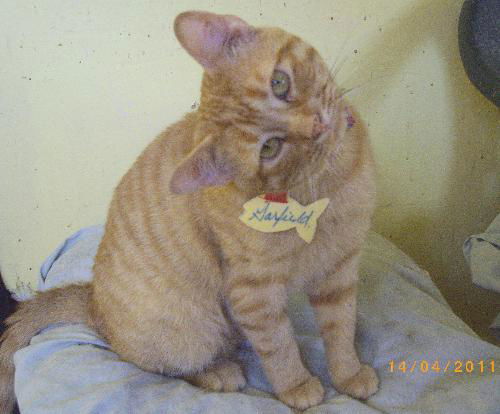 Garfield