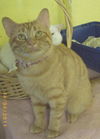 Garfield