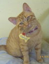 Garfield