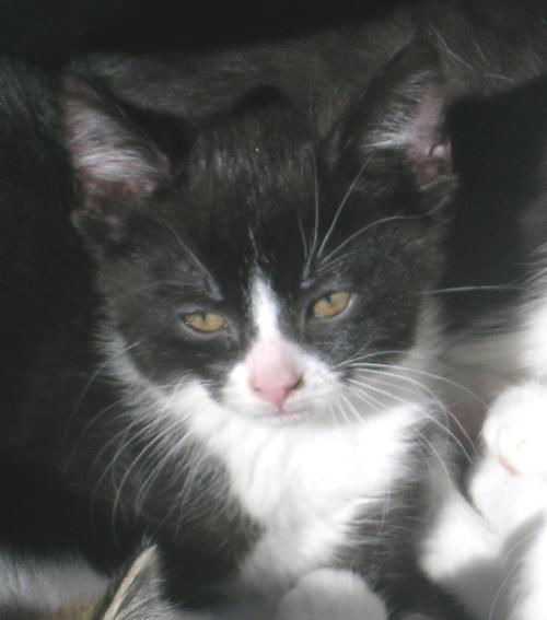 Filippo