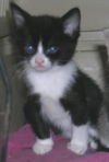 Filippo