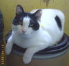 Bandit