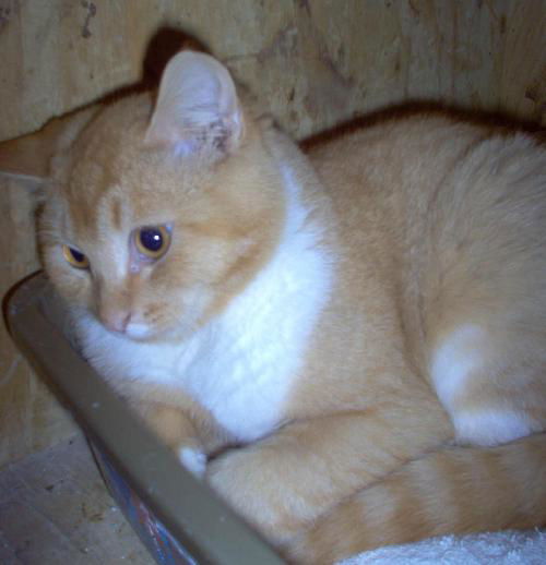 Fernand