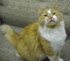 Webster