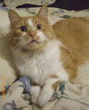 Webster