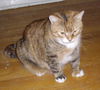 Amber