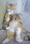 Amber