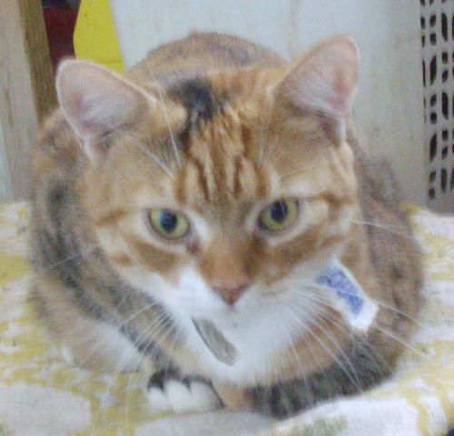 Amber