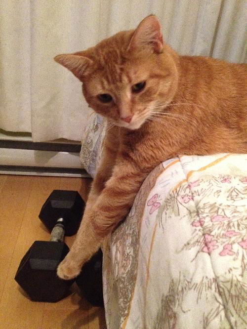Gingy
