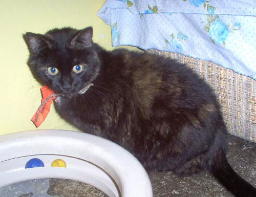 Graciella