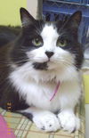 Madame