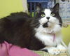Madame